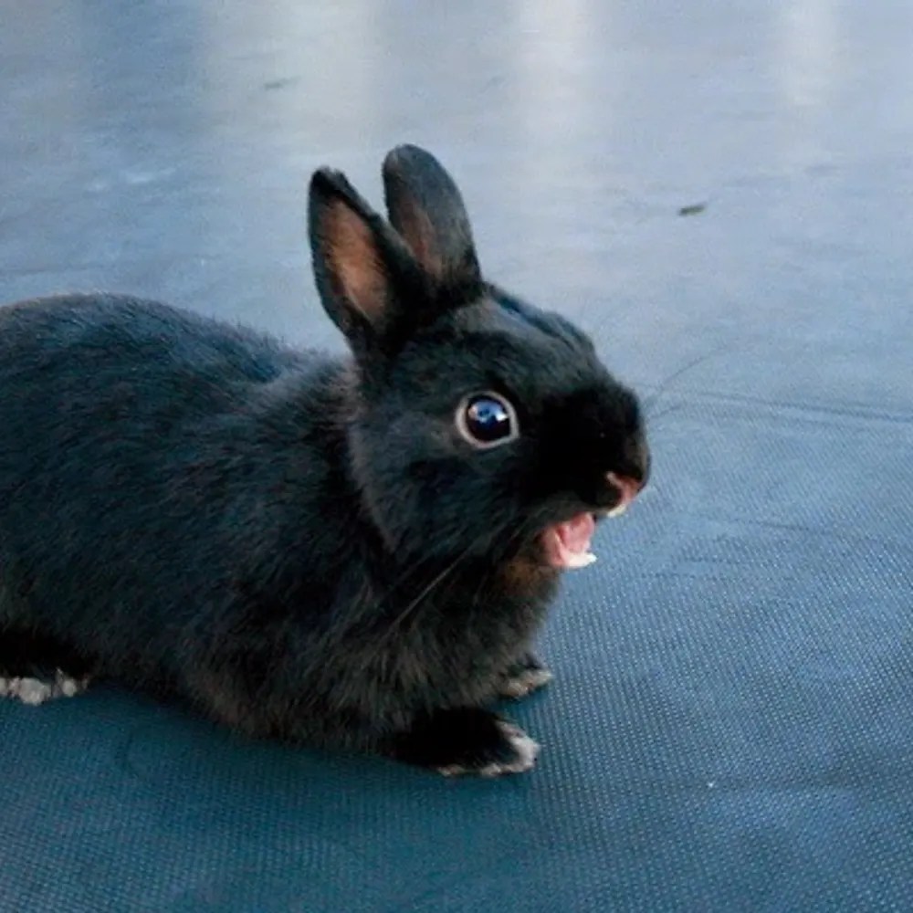 theechobunny.bsky.social's profile picture