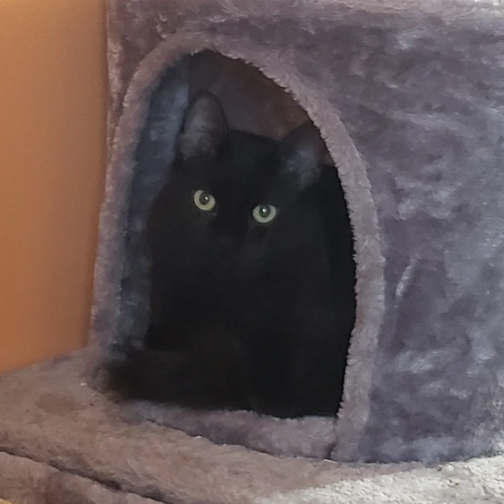 silkflame.bsky.social's profile picture