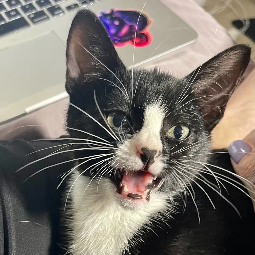 socalnik.bsky.social's profile picture