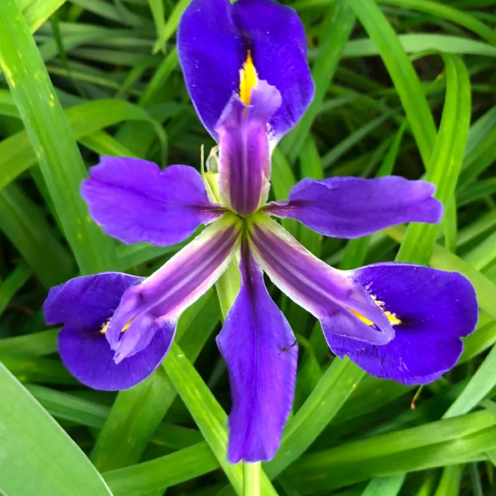 sherrilee7.bsky.social's profile picture