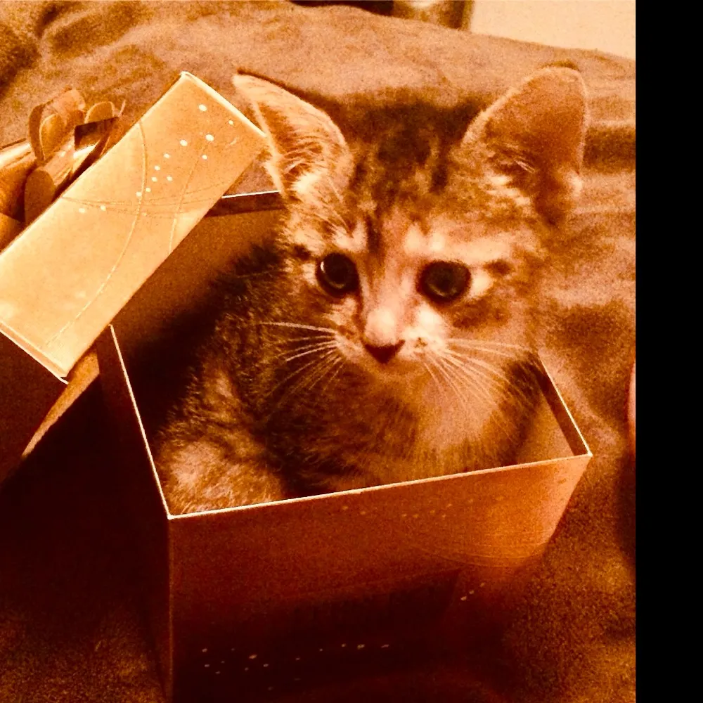 murmalerm.bsky.social's profile picture