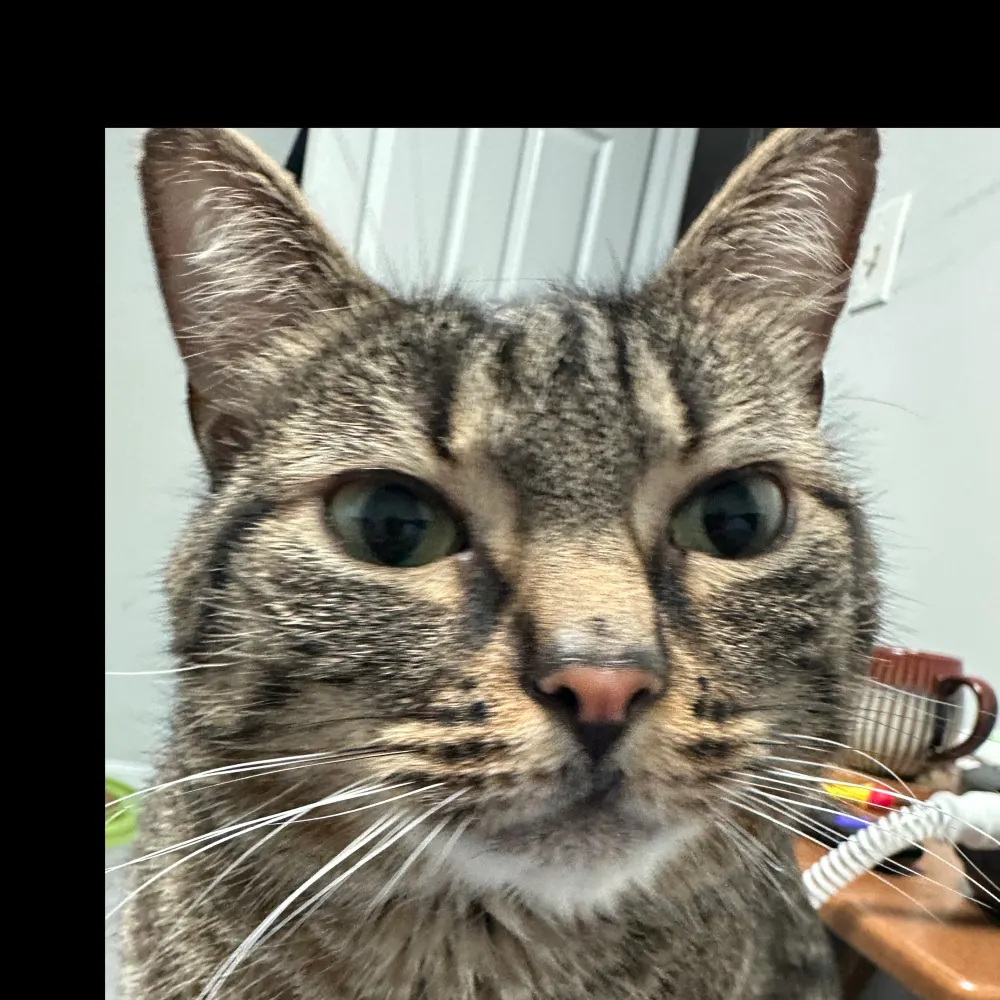 dcvet.bsky.social's profile picture