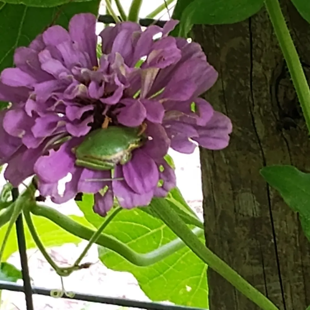 iamcarolyn.bsky.social's profile picture