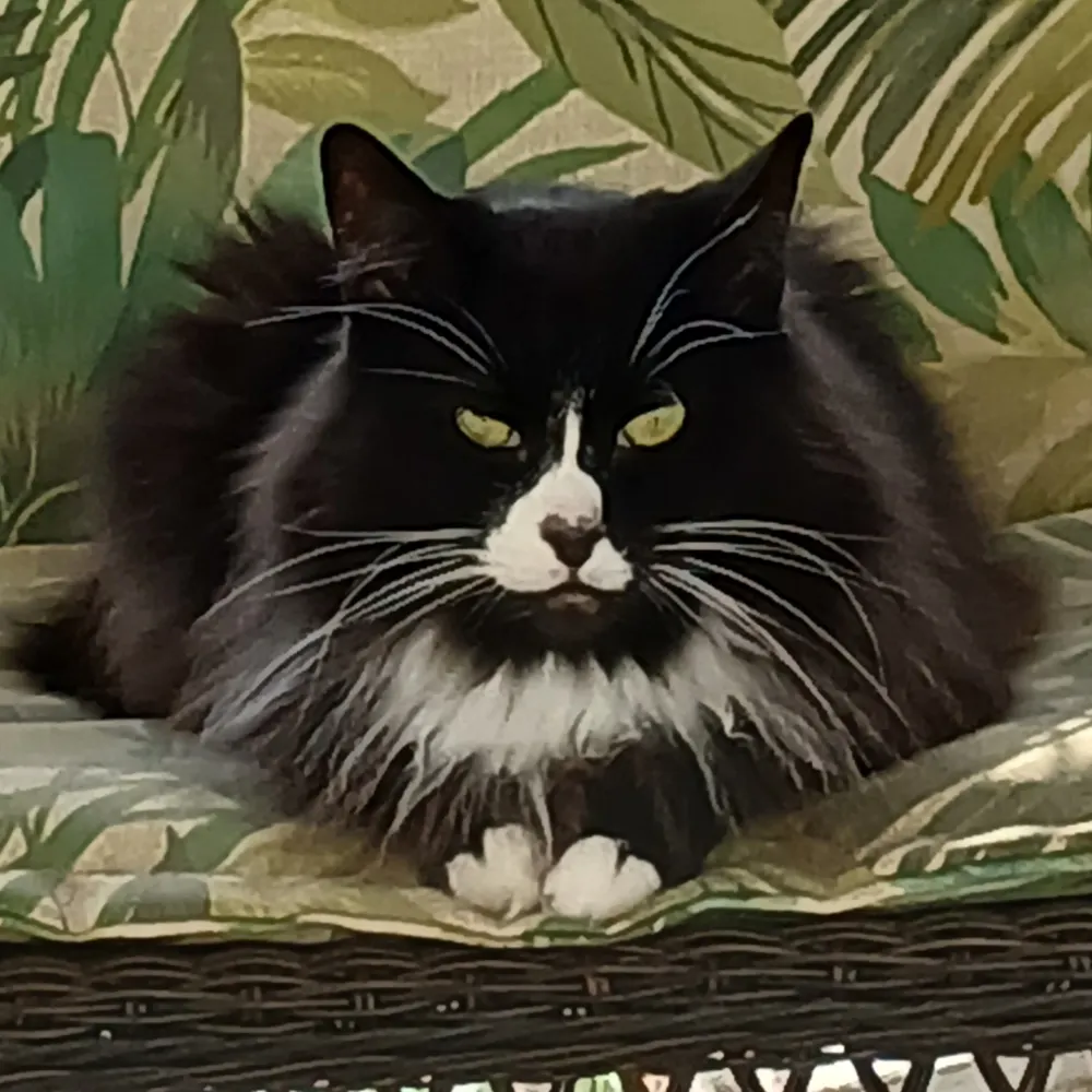 artemis46.bsky.social's profile picture