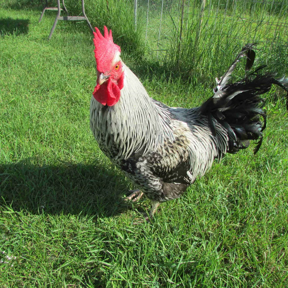 yesicanidiot911.bsky.social's profile picture