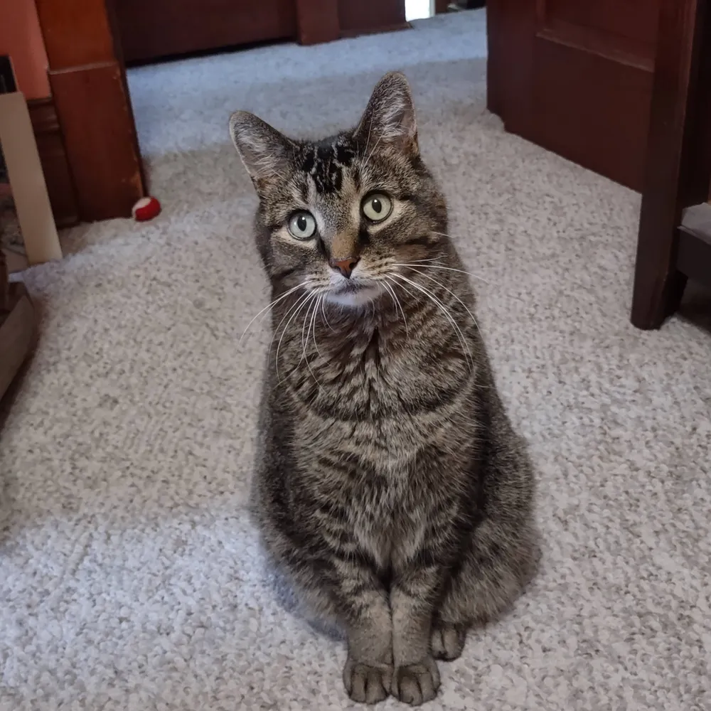 thetabbywhisperer.bsky.social's profile picture