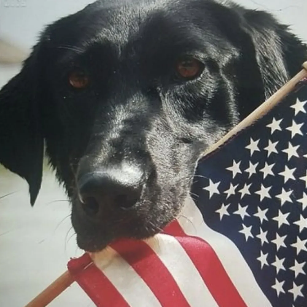 lionbenny1010.bsky.social's profile picture