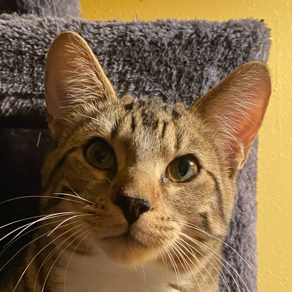 direwombat.bsky.social's profile picture