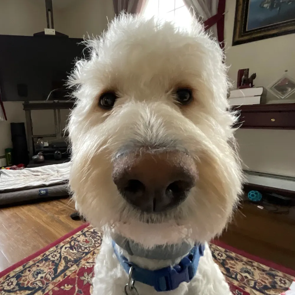 scout0914.bsky.social's profile picture