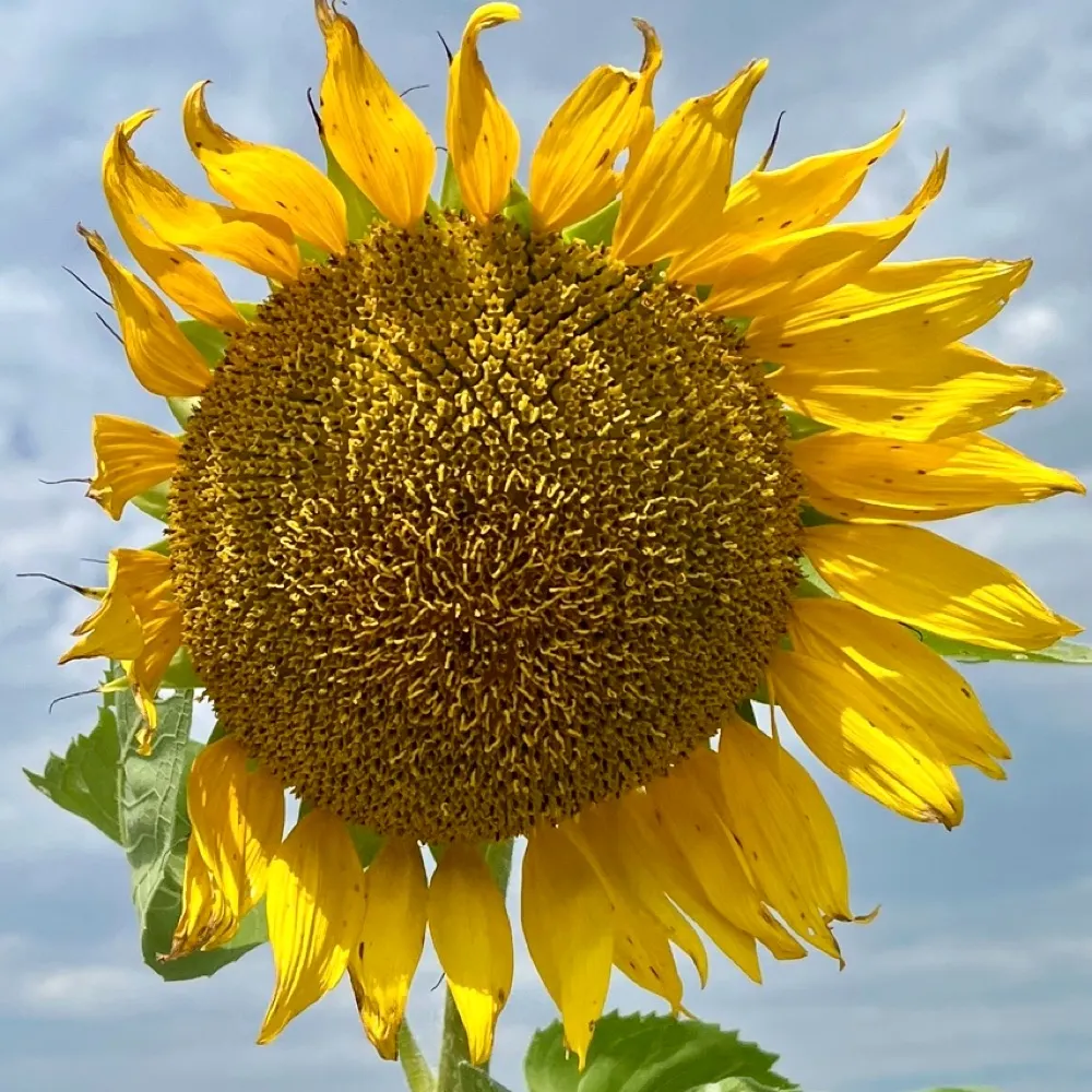 gipgirl.bsky.social's profile picture