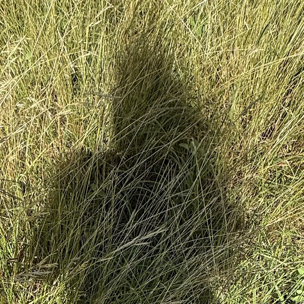 nobleheart4.bsky.social's profile picture