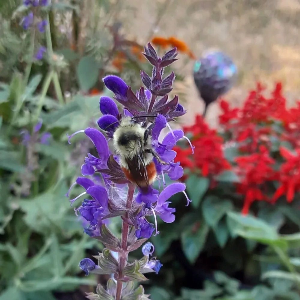 beecard.bsky.social's profile picture