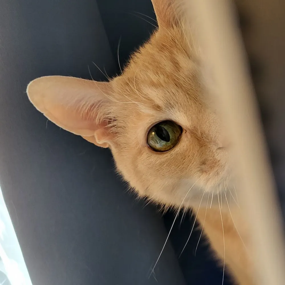 craftedbynahima.bsky.social's profile picture