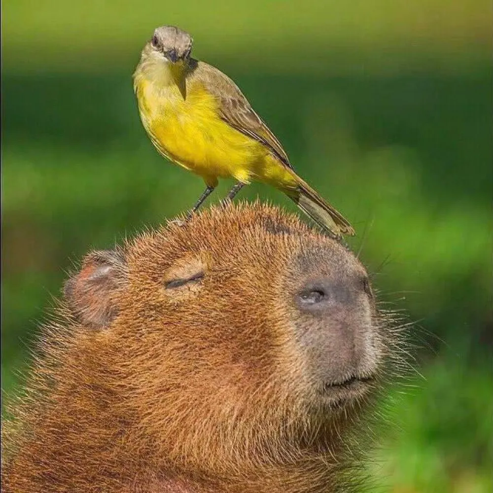 lpsoto.bsky.social's profile picture