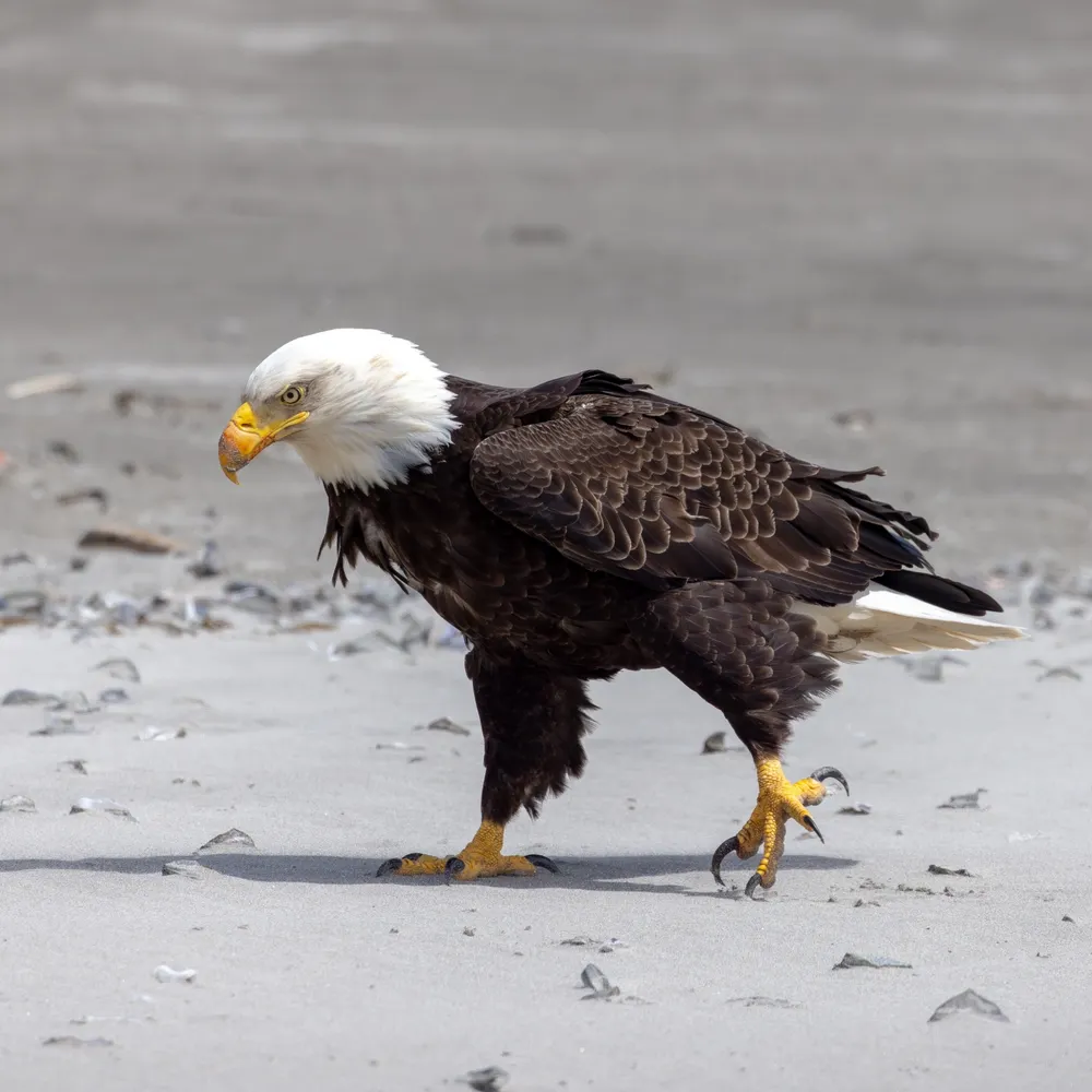 dougy-doug.bsky.social's profile picture