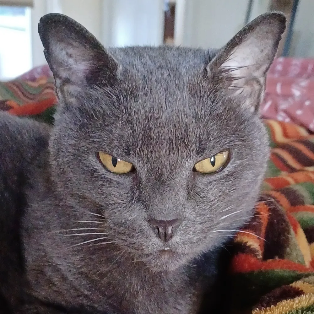 lauraelliott3.bsky.social's profile picture