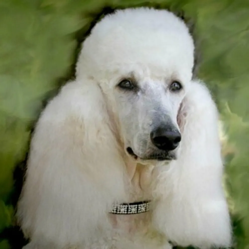 bluealways.bsky.social's profile picture