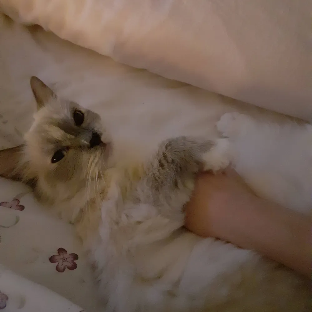 romylangford.bsky.social's profile picture