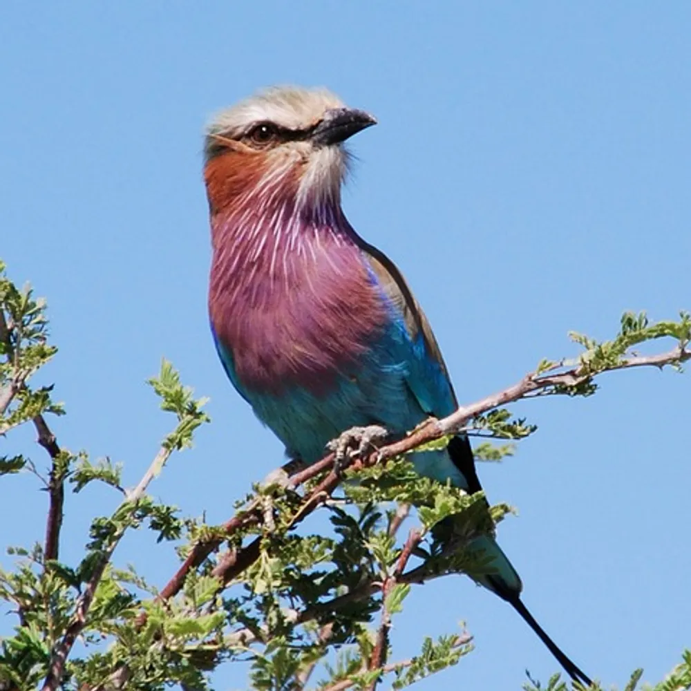 praleen.bsky.social's profile picture