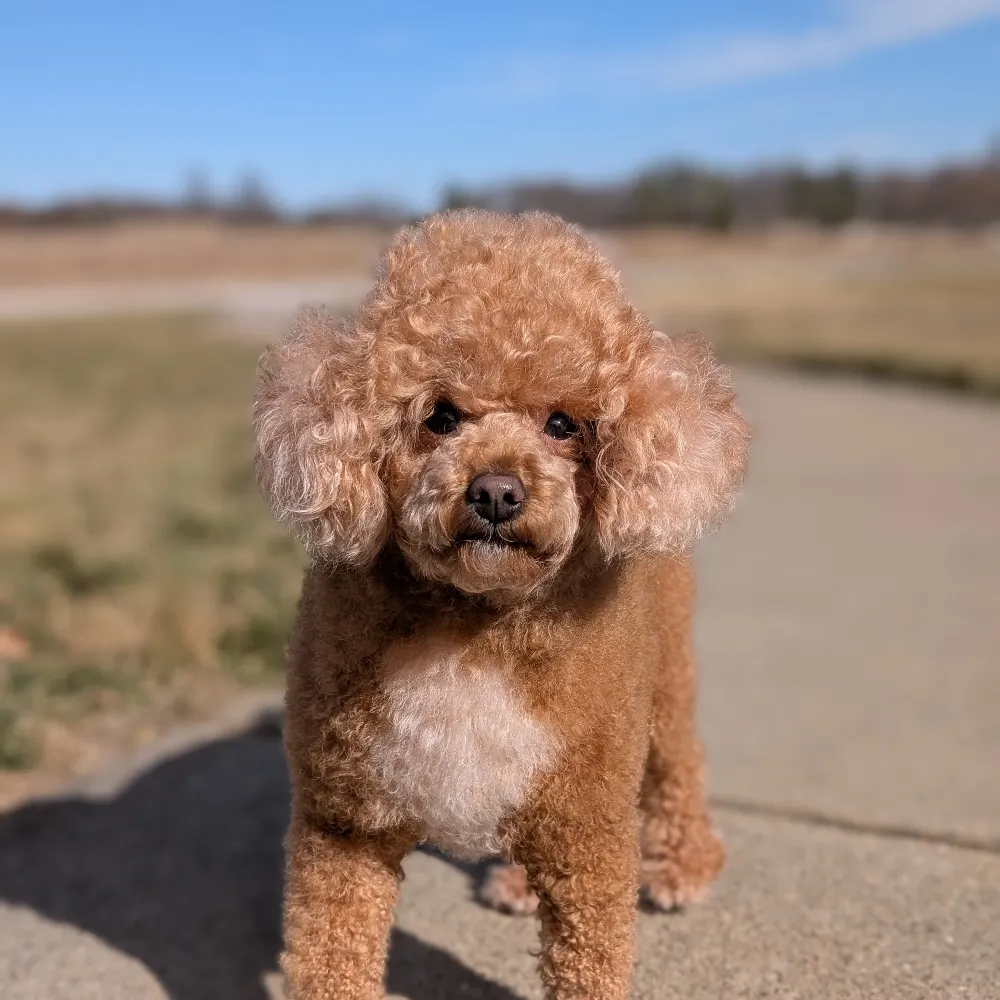 rvogfifi8.bsky.social's profile picture