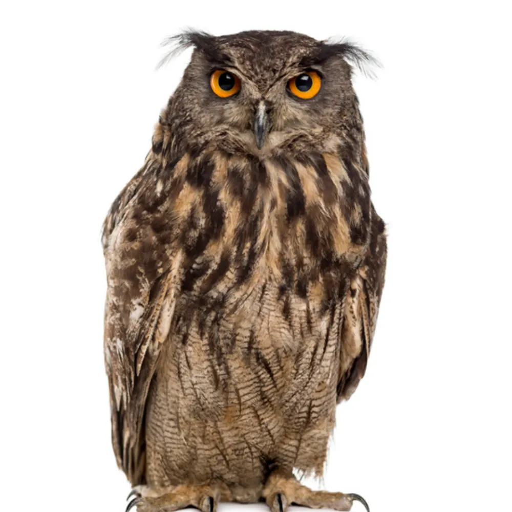 eagleowlsheila.bsky.social's profile picture