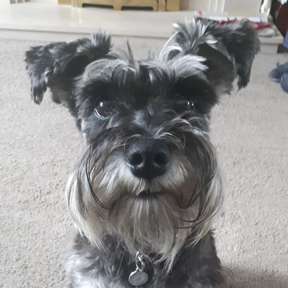 bookworm17.bsky.social's profile picture