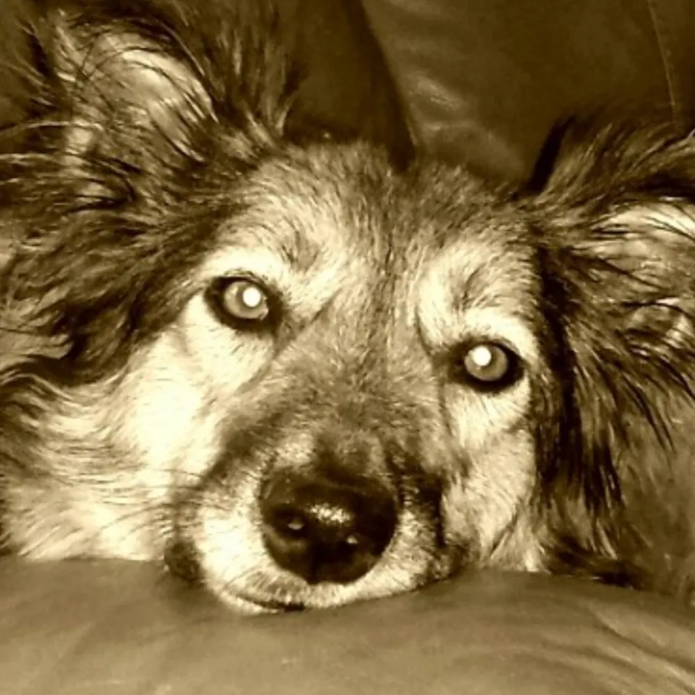 tippytaff.bsky.social's profile picture