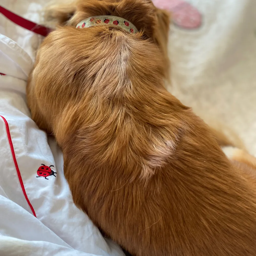 coccinelle.bsky.social's profile picture