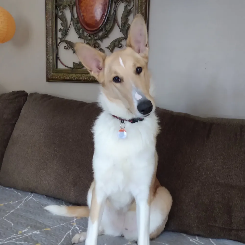 stellacrowell0.bsky.social's profile picture