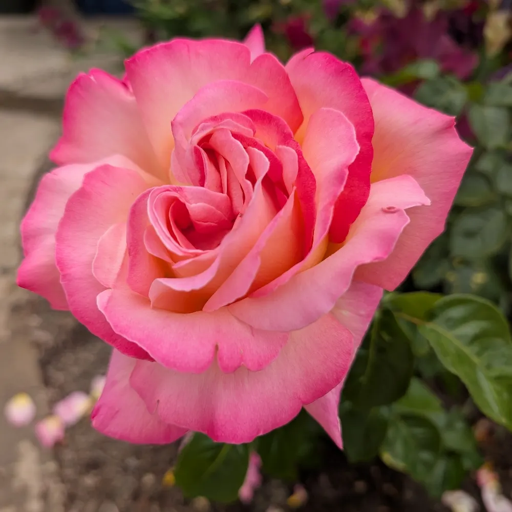 peginthegarden.bsky.social's profile picture