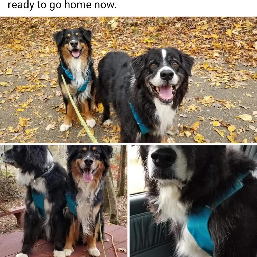 havingk9fun.bsky.social's profile picture