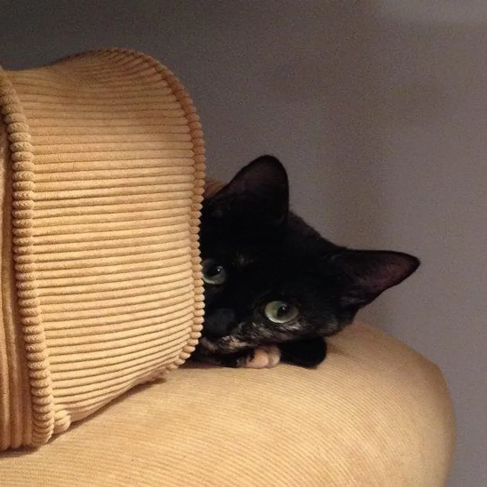 dulcie917.bsky.social's profile picture