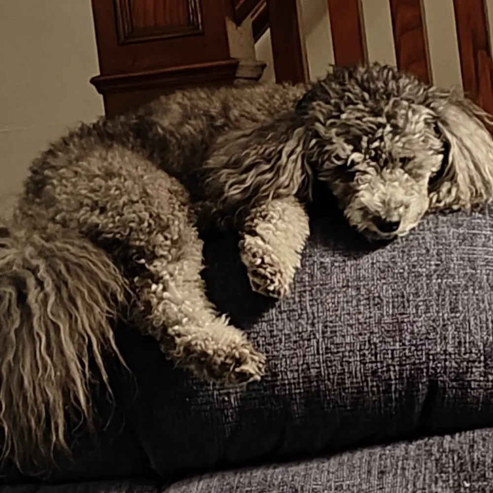 chakula.bsky.social's profile picture