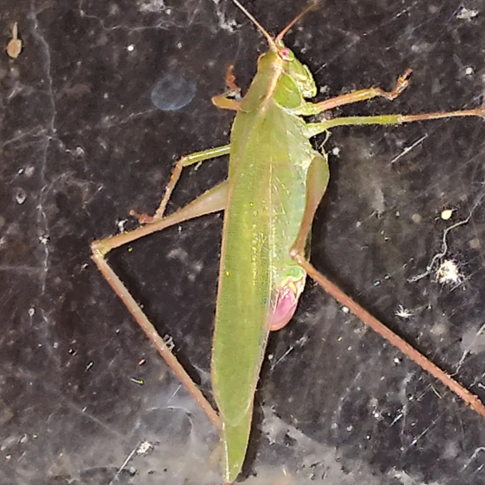 serenastone.bsky.social's profile picture