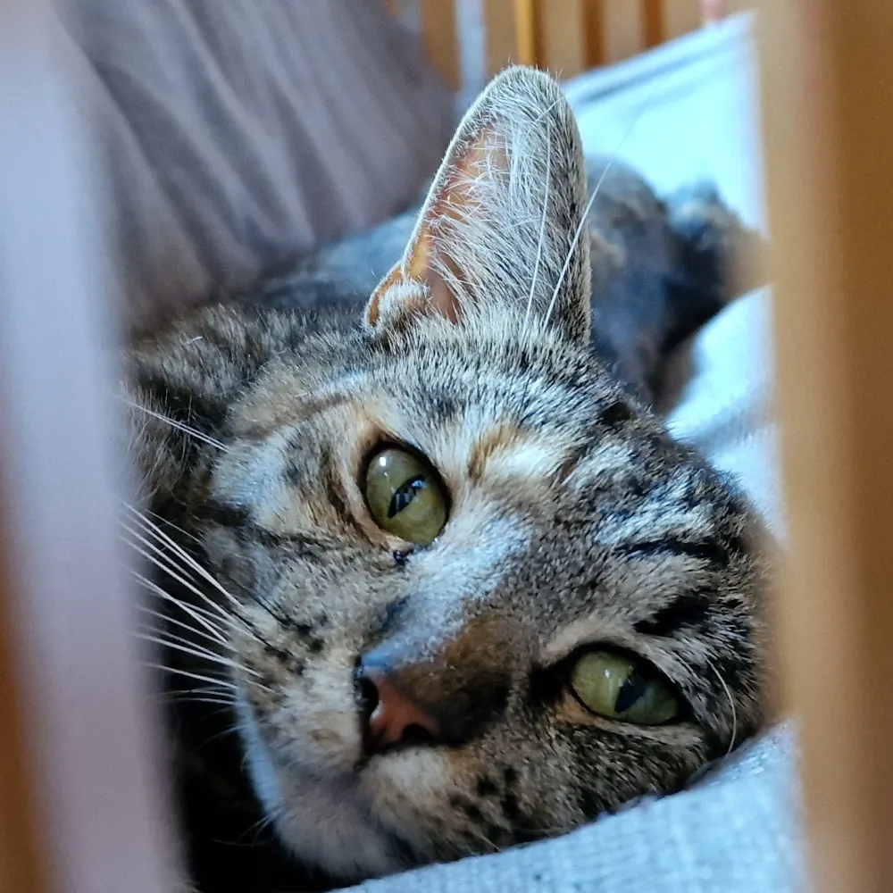 thunderpob.bsky.social's profile picture