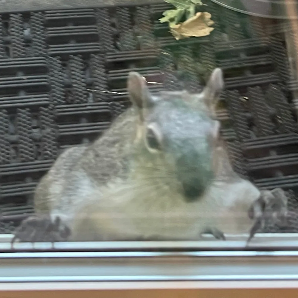 fatgraysquirrel.bsky.social's profile picture