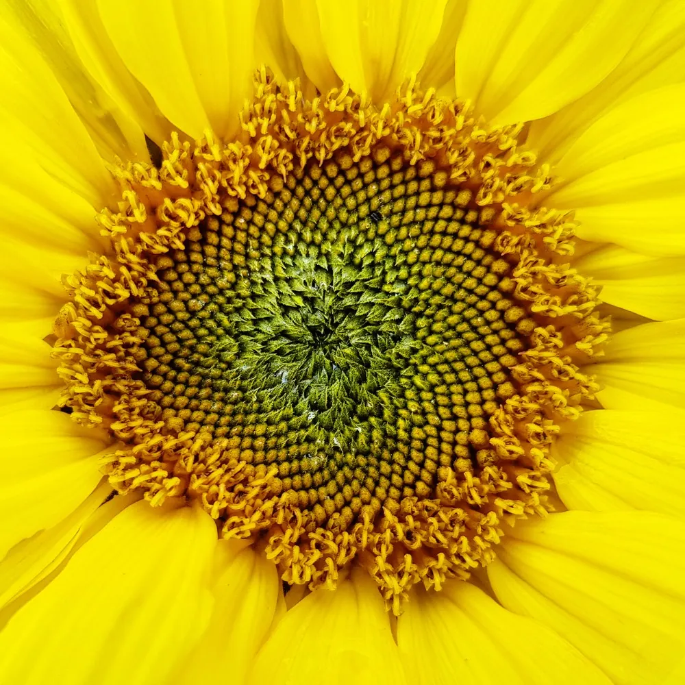 ee1.nl's profile picture