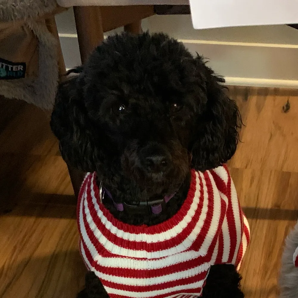 doggydaddy.bsky.social's profile picture