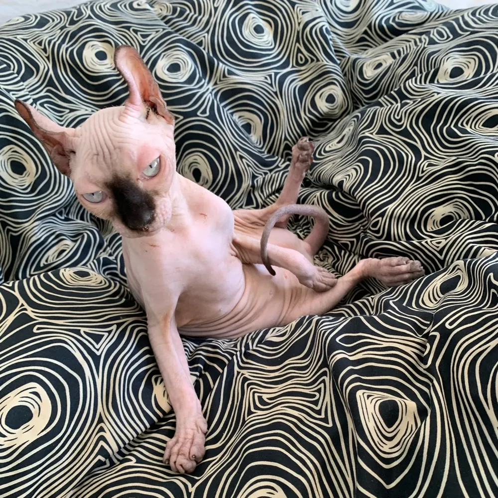 tabbyreport.bsky.social's profile picture