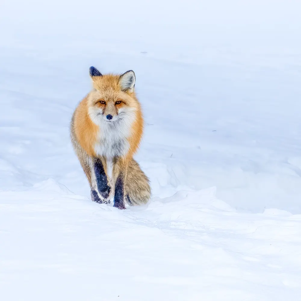 pcwildlife.bsky.social's profile picture