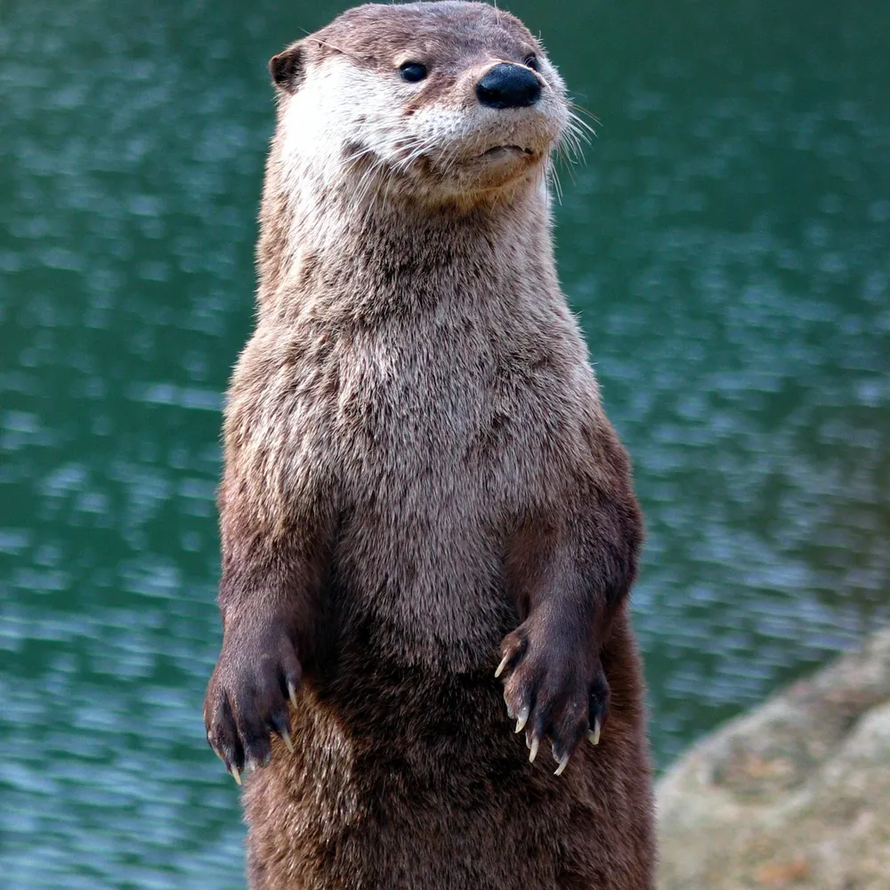 jimjimerson.bsky.social's profile picture