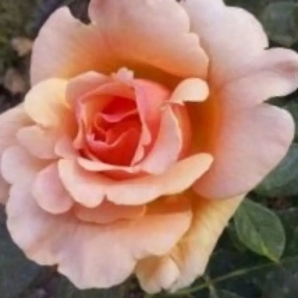 farmgirl1.bsky.social's profile picture