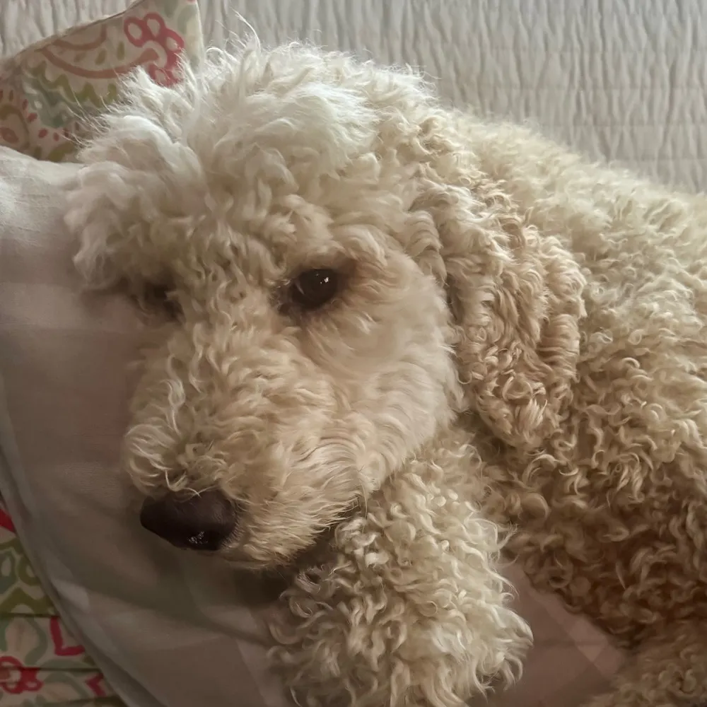 mumsthewordle.bsky.social's profile picture