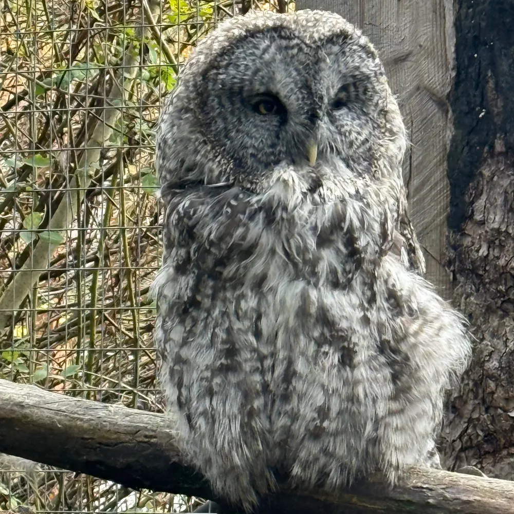 lesnielbc.bsky.social's profile picture