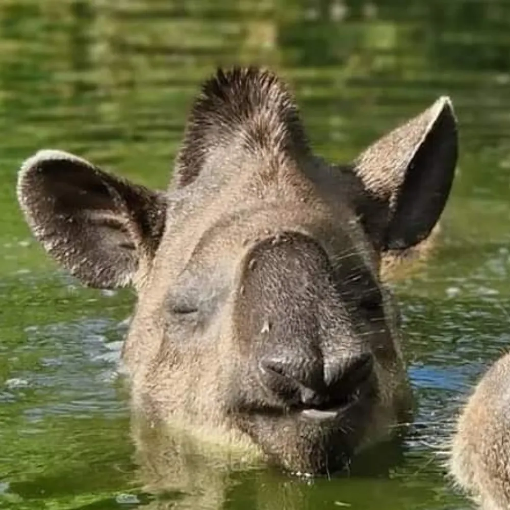 ferosbr.bsky.social's profile picture