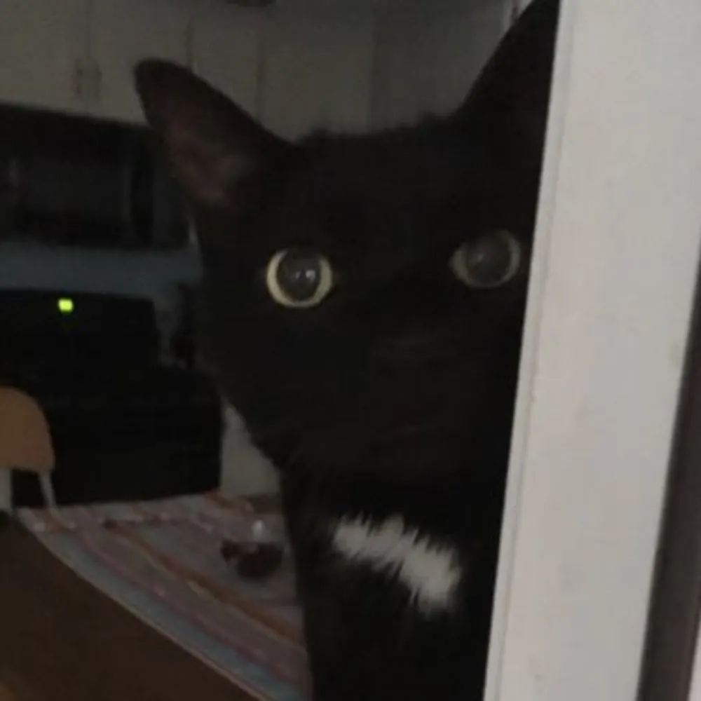 cbveronica.bsky.social's profile picture