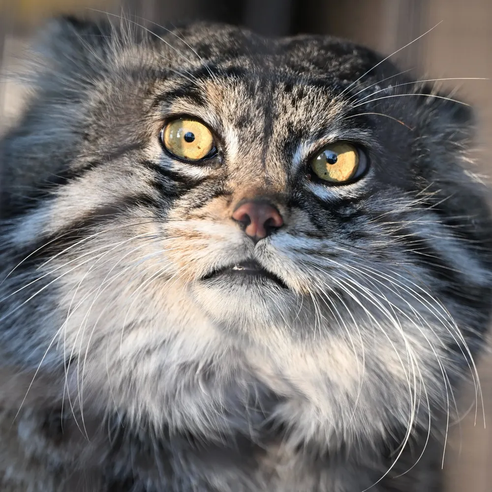 sashotodorov.bsky.social's profile picture