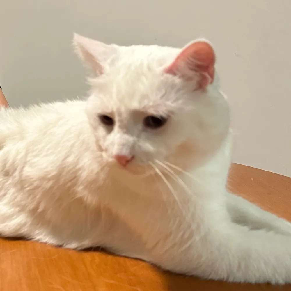 stressedsara.bsky.social's profile picture