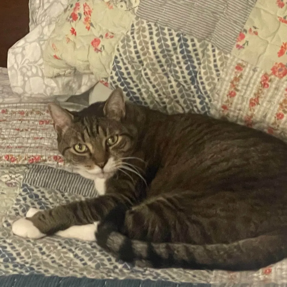 veganoregon.bsky.social's profile picture