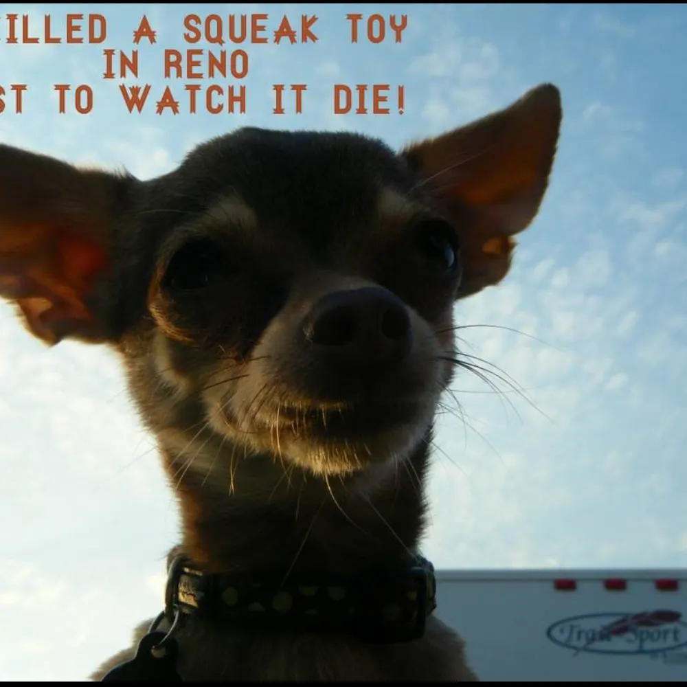 lolalvl.bsky.social's profile picture